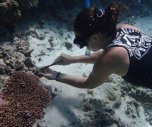 Аспирантка Стэнфордского университета Rachael Bay берёт образцы коралловой колонии Acropora hyacinthus в National Park of American Samoa